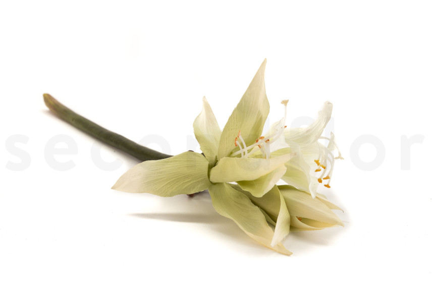 Amarilis Salvaje con tallo Artificial - Blanco