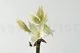 Amaryllis Selvatica artificiale Bianco 5