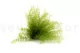 Air Fern preservado Light Green (Creabox S) 3