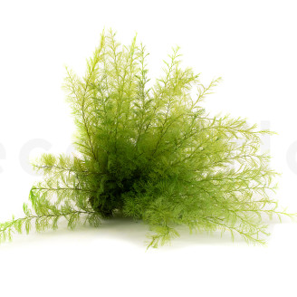 Air Fern Stabilis&eacute;e - Creabox - Light Green 