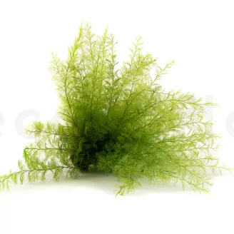 Air Fern stabilizzato Light Green (Creabox S)