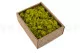 Liquen preservado Lime Green (Creabox S) 4