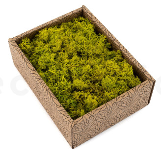 Lichen Préservé - Creabox - Lime Green