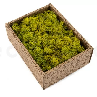 Lichene stabilizzato Lime Green (Creabox S)