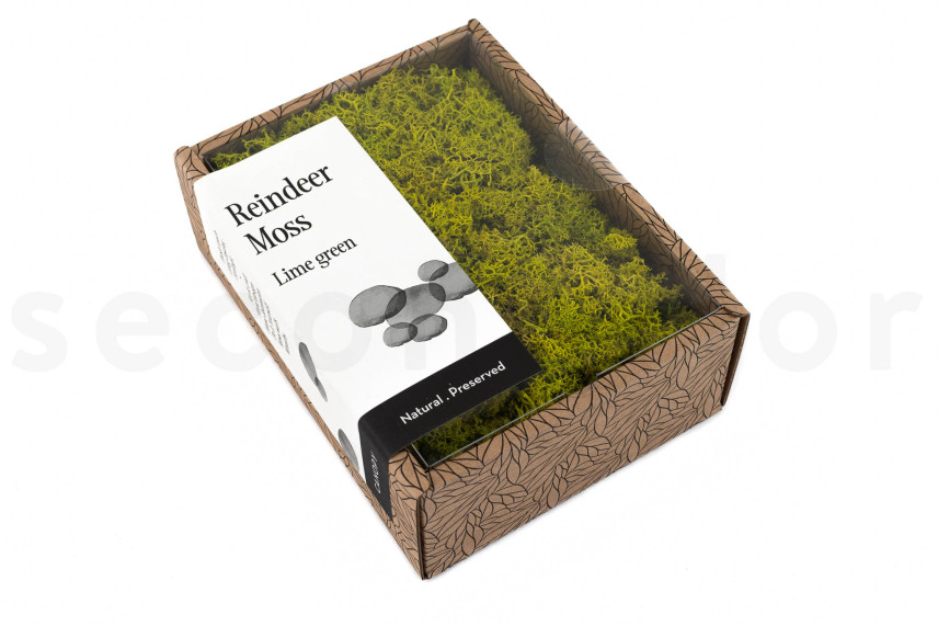 Lichen Préservé - Creabox - Lime Green