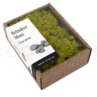 Lichen Préservé - Creabox - Lime Green