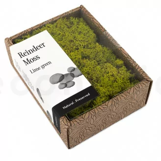 Lichene stabilizzato Lime Green (Creabox S)