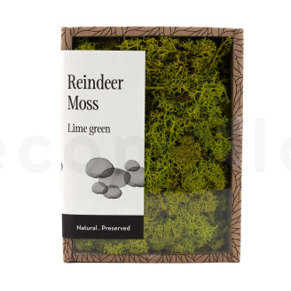 Lichen Préservé - Creabox - Lime Green