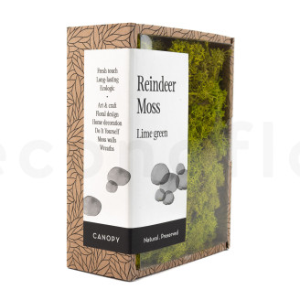 Lichen Préservé - Creabox - Lime Green