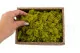Lichene stabilizzato Lime Green (Creabox S) 7