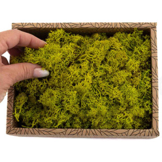 Lichen Préservé - Creabox - Lime Green