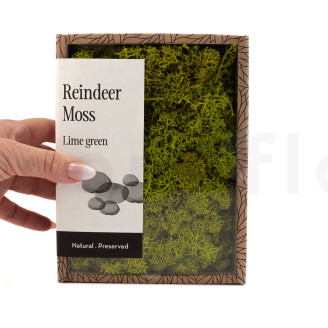 Preserved Reindeer Moss - Creabox - Lime Green