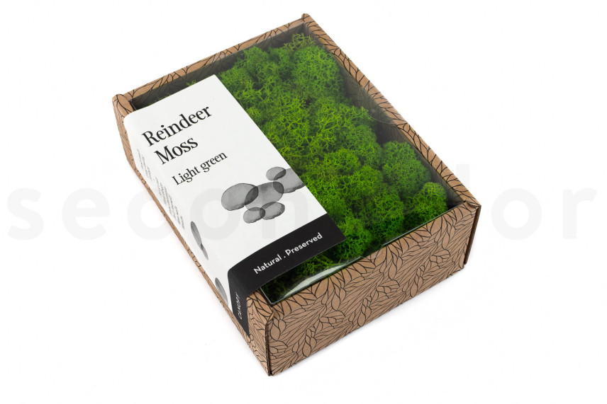 Preserved Reindeer Moss - Creabox - Light Green