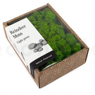 Lichene stabilizzato - Creabox - Light Green