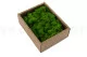 Lichen stabilis&eacute; Light Green (Creabox S) 4