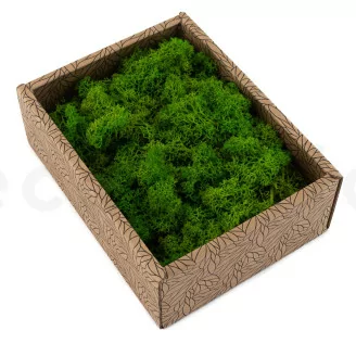 Lichen stabilis&eacute; Light Green (Creabox S)