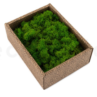 Preserved Reindeer Moss - Creabox - Light Green