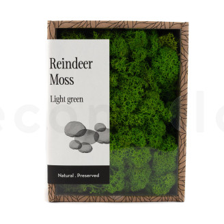 Lichene stabilizzato - Creabox - Light Green