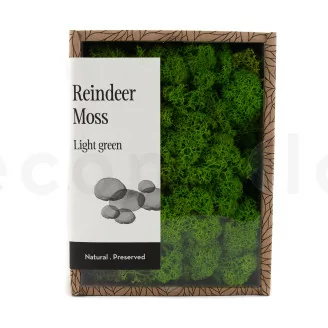 Preserved Reindeer Moss Light Green (Creabox S)