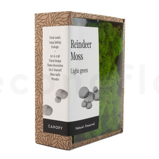 Lichen Préservé - Creabox - Light Green