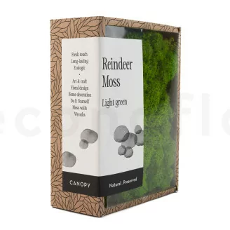 Lichen stabilis&eacute; Light Green (Creabox S)