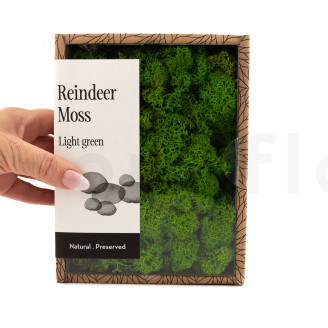 Preserved Reindeer Moss - Creabox - Light Green