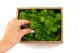 Liquen preservado Light Green (Creabox S) 5