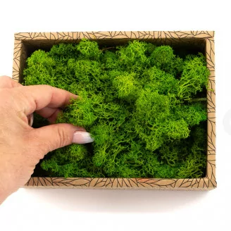 Lichen stabilis&eacute; Light Green (Creabox S)