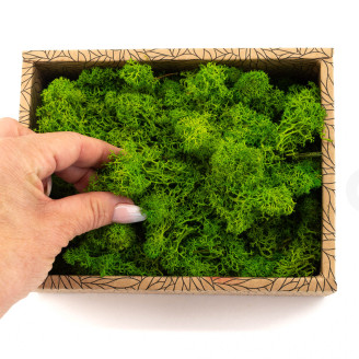 Preserved Reindeer Moss - Creabox - Light Green