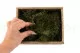 Air Fern preservado Nature Green (Creabox S) 7
