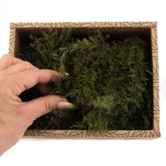 Air Fern Stabilis&eacute;e - Creabox - Nature Green 