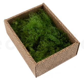 Air Fern Stabilis&eacute;e - Creabox S - Light Green 