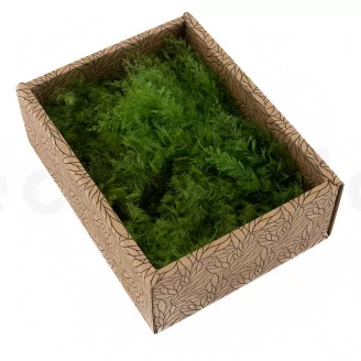 Air Fern stabilizzato Light Green (Creabox S)