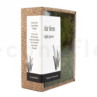 Air Fern Stabilis&eacute;e - Creabox S - Light Green 