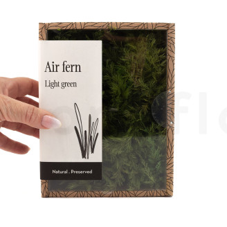 Air Fern Stabilis&eacute;e - Creabox - Light Green 