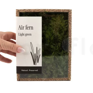 Air Fern stabilizzato Light Green (Creabox S)