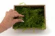 Air Fern stabilizzato Light Green (Creabox S) 6