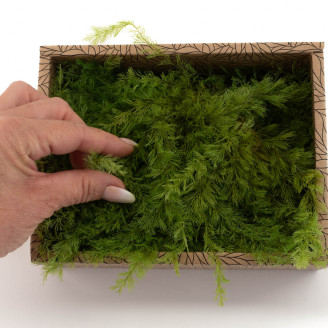 Air Fern Stabilis&eacute;e - Creabox - Light Green 
