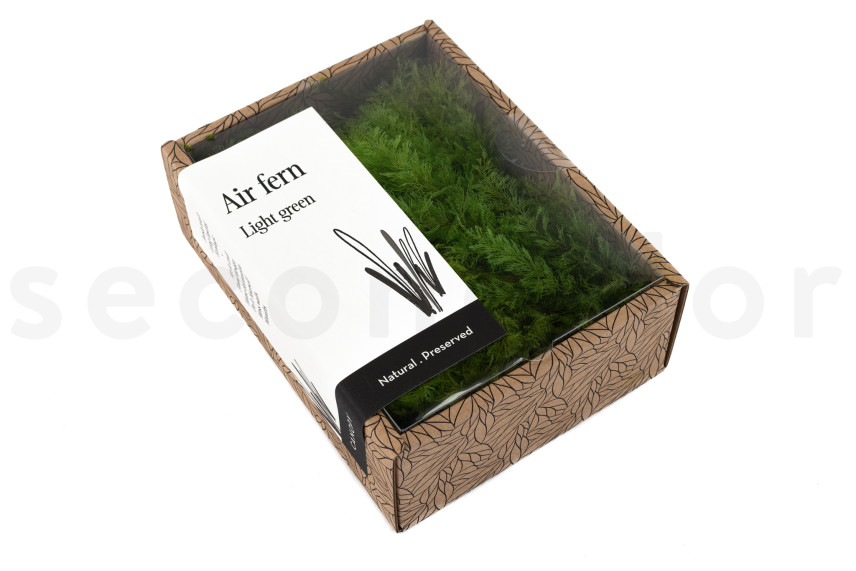Air Fern Stabilis&eacute;e - Creabox - Light Green 