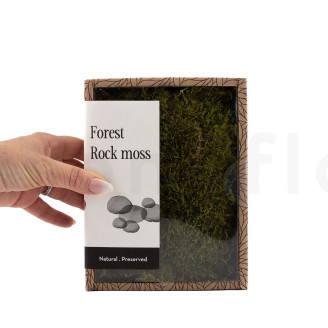 Rock Moss Preserved - Creabox - Green