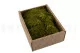 Muschio di Roccia stabilizzato (Creabox S) 4