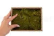 Musgo Roca preservado (Creabox S) 5