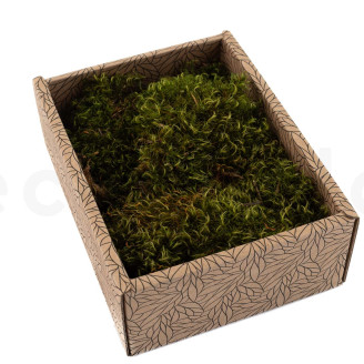 Hair Moss Pr&eacute;serv&eacute;e - Creabox S - Light Green