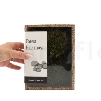 Preserved Hair Moss (Creabox S)