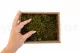 Hair Moss stabilizzato (Creabox S) 5
