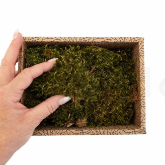 Hair Moss Pr&eacute;serv&eacute;e - Creabox S - Light Green