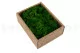 Liquen preservado Nature Green (Creabox S) 4