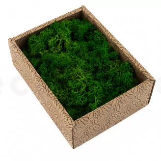 Lichen stabilis&eacute; Nature Green (Creabox S)