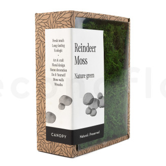 Lichene stabilizzato - Creabox - Nature Green