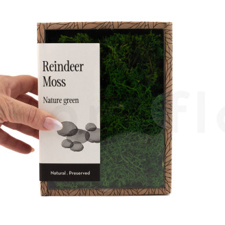 Preserved Reindeer Moss - Creabox - Nature Green
